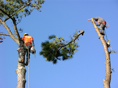 Tree Services Rangiora offers expert arboricultural solutions in the heart of New Zealand. With a team of skilled professionals, they provide tree removal, pruning, and stump grinding services. Committed to safety and environmental responsibility, they ensure the well-being and longevity of the region's greenery.


https://proarbcanterbury.kiwi/