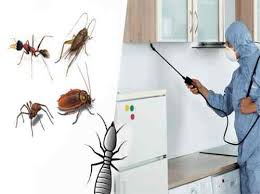 Choose-All-Pest-for-the-Best-Pest-Control-Experience.jpg