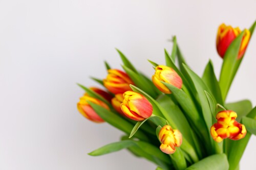 spring-flowers-background-bouquet-of-yellow-tulips-on-white-background.jpg