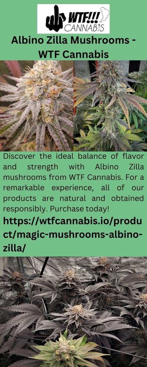Discover the ideal balance of flavor and strength with Albino Zilla mushrooms from WTF Cannabis. For a remarkable experience, all of our products are natural and obtained responsibly. Purchase today!

https://wtfcannabis.io/product/magic-mushrooms-albino-zilla/