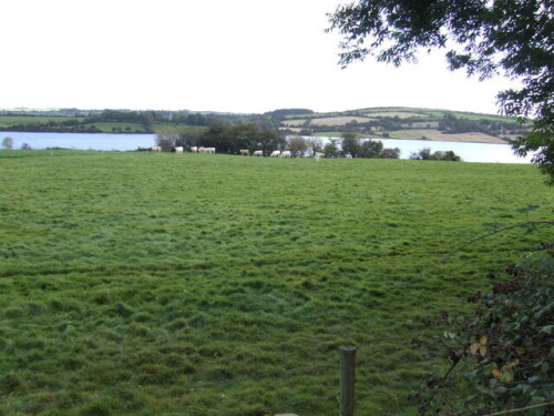 Dairy_pasture_by_the_River_Lee_-_geograph.org.uk_-_575226.jpg