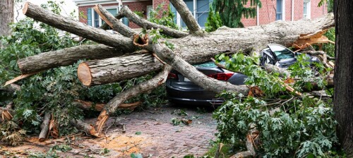 emergency-tree-services-1.jpg