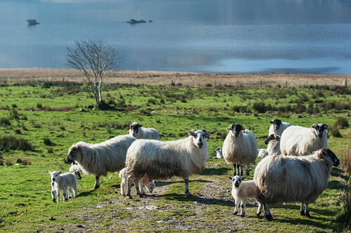 sheep-near-cloonaghlin-lough-james-sparshatt--design-pics.jpg