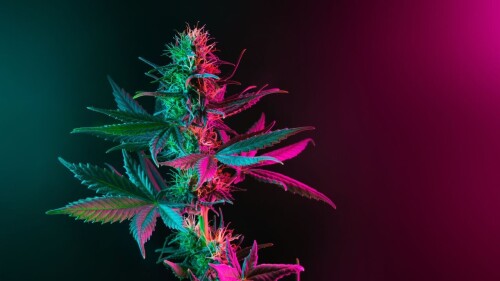 Best-Marijuana-Dispensary-Washington-DC-Granny-Zas.jpg