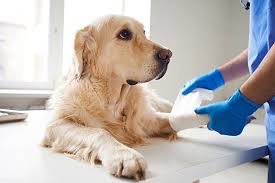 Veterinarians-Insurance-In-Sydeny.jpg