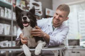 Veterinarians-Insurance-In-Sydeny.jpg