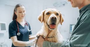 veterinarians-insurance.jpg