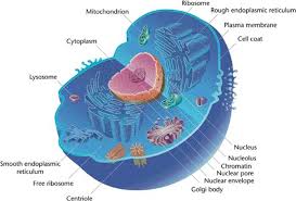 Alexa-Fluor-488-anti-Bax-100-mg-Biology-Cells.jpg