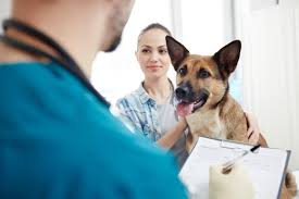 Veterinarians-Insurance-In-Sydeny.jpg