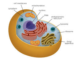 Alexa-Fluor-488-anti-Bax-100-mg-Biology-Cells.jpg