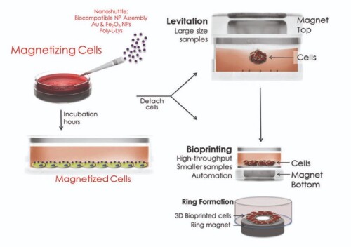 Advanced-3D-Cell-Culture-Systems-in-New-Zealand.jpg