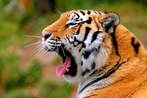 Ranthambore.jpg
