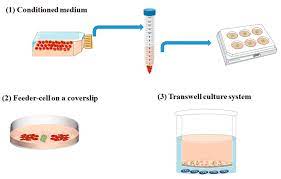 Advanced-3D-Cell-Culture-Systems-in-New-Zealand.jpg