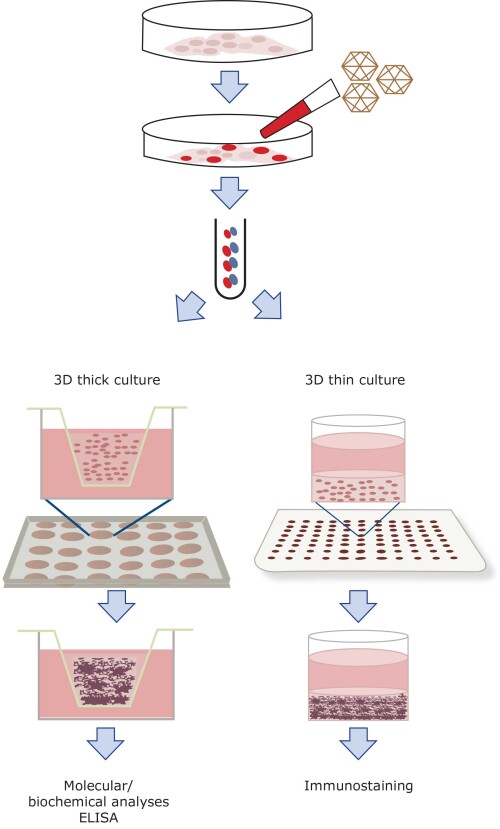 Advanced-3D-Cell-Culture-Systems-in-New-Zealand.jpg