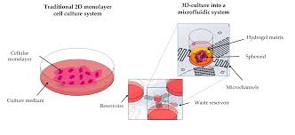 dvanced-3D-Cell-Culture-Protocols-at-MediRay.jpg