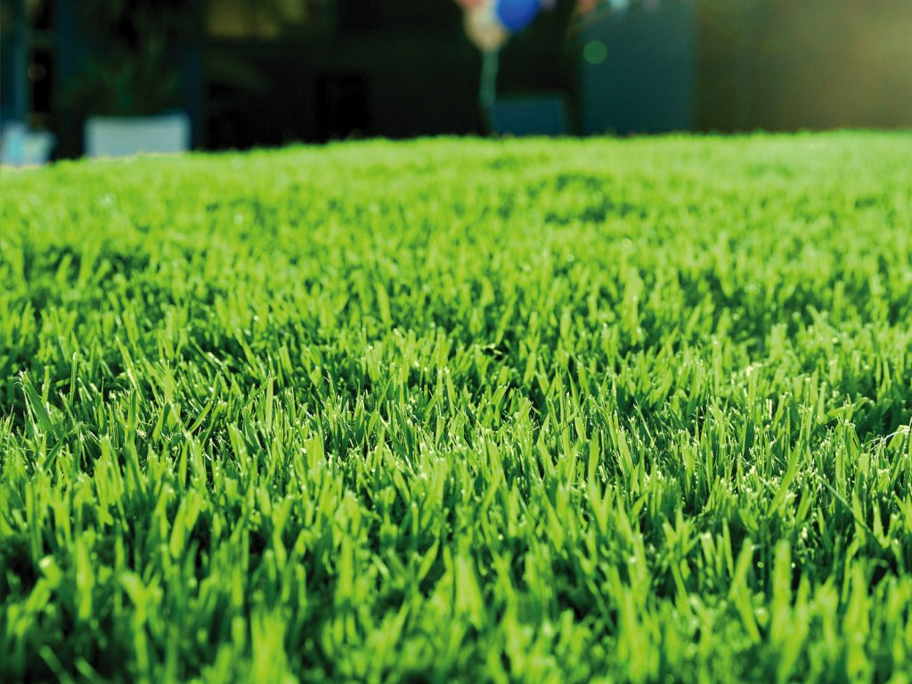 Revitalise Your Lawn: Discover the Benefits of Empire Zoysia Turf in Brisbane and Blue Couch Turf on the Sunshine Coast
