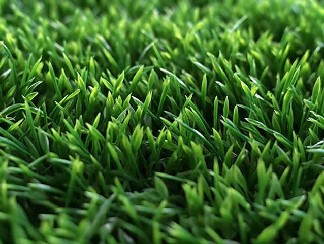 Choosing the Right Turf for Your Brisbane Lawn: Queensland Blue Couch Grass and Empire Zoysia Turf